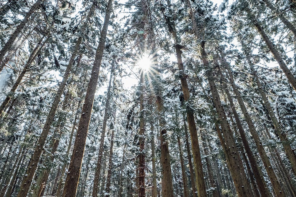 保健食品代工 - 天然松樹皮